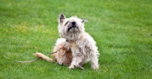 Vigila los sitios a los que vayas a pasear con tu mascota (Istock)