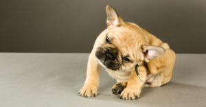 Lo mejor para evitar garrapatas y pulgas es la prevención (Istock)