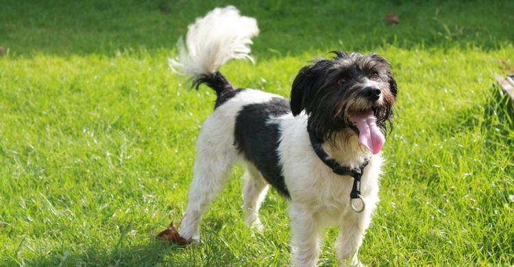 No le cortes el rabo a tu perro (Foto: iStock)