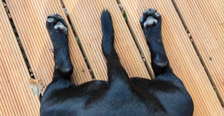 El rabo, ese gran desconocido (Foto: iStock)