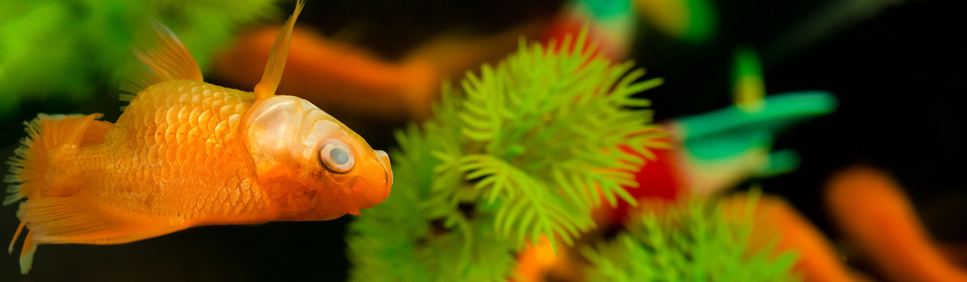 ¿Qué debo hacer con mi pez si se muere? ¿Qué debo hacer con mi pez si se muere?