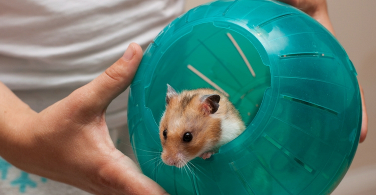 Jorzer Hamster Casa Plástico Escondite Inicio Lindo Juego Divertido Cama Casa Salón para 2pcs Pequeños Animales Hamster Azul 