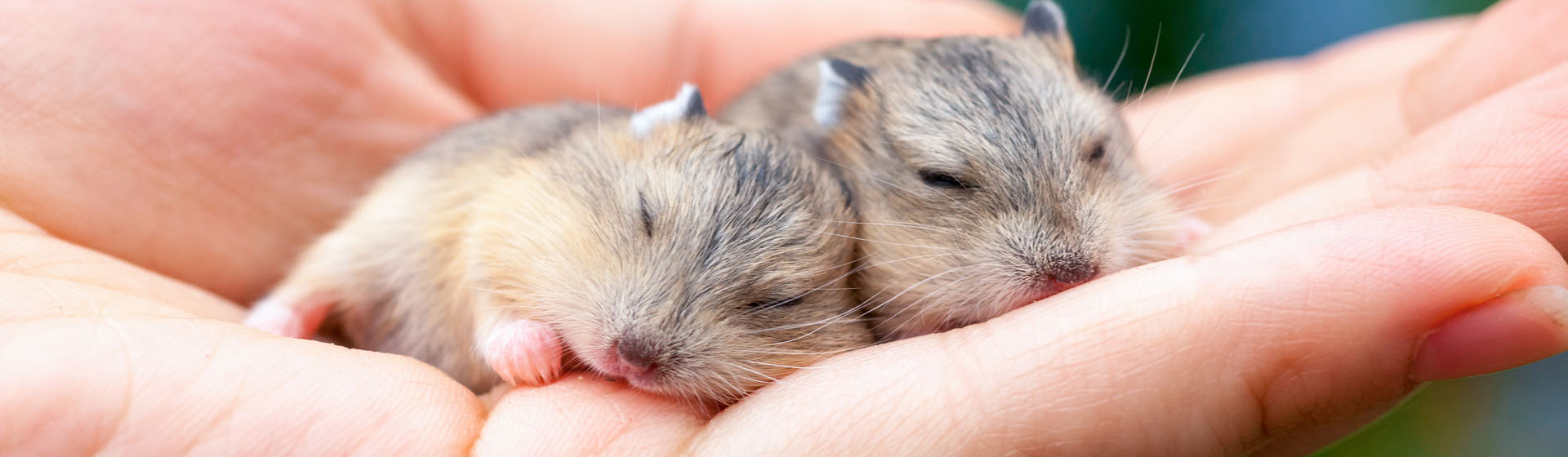 Que Hacer Cuando Tu Hamster Tiene Crias