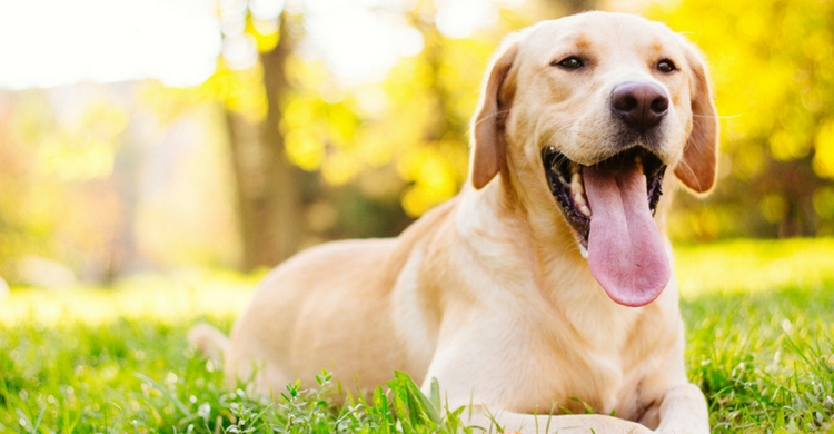 La halitosis en perros es muy frecuente (Istock)
