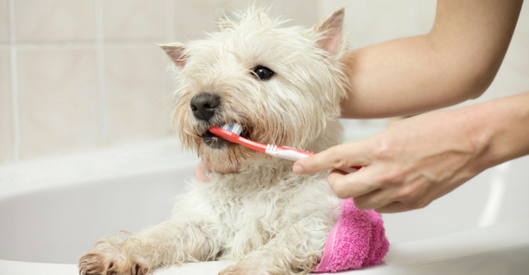 Lava sus dientes todos los días (Istock)