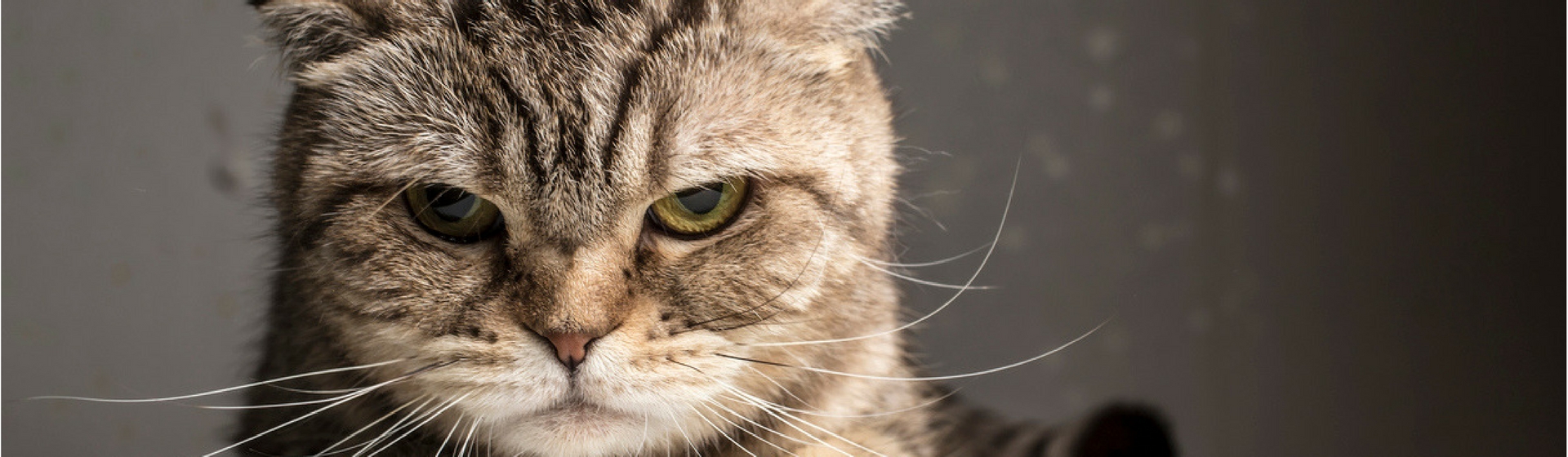 Mi Gato Gotea Agua Por La Boca ▻ 7 problemas que podrías detectar según la nariz de tu gato - Yo amo a las  mascotas