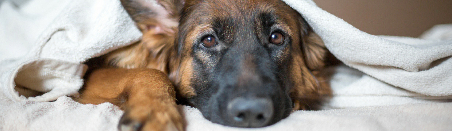 ▻ Por qué los perros se esconden para morir - Yo amo a las mascotas