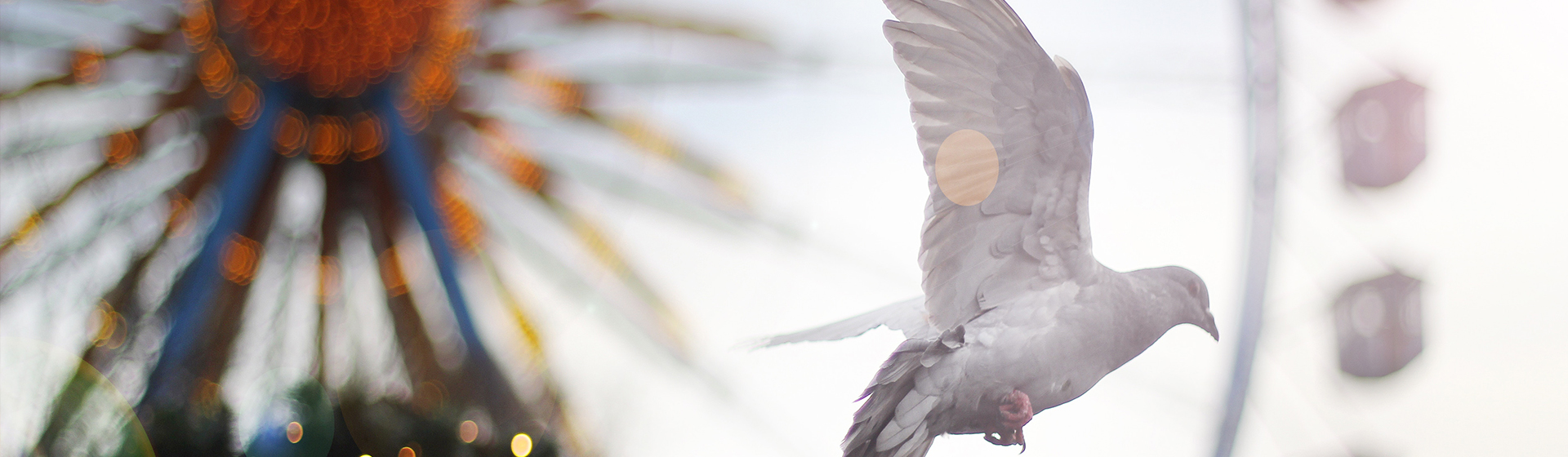 ¿Que te cague un pájaro en la cabeza da buena suerte?
