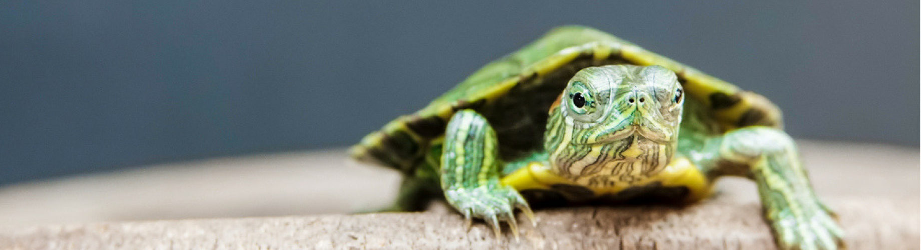 el plastico Útil Perforar ▻ Cómo saber si mi tortuga es macho o hembra - Yo amo a las mascotas