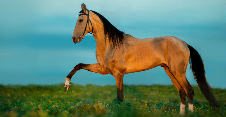 photo Imagenes De Caballos Hermosos Del Mundo 10 razas caballos mas bonitos del