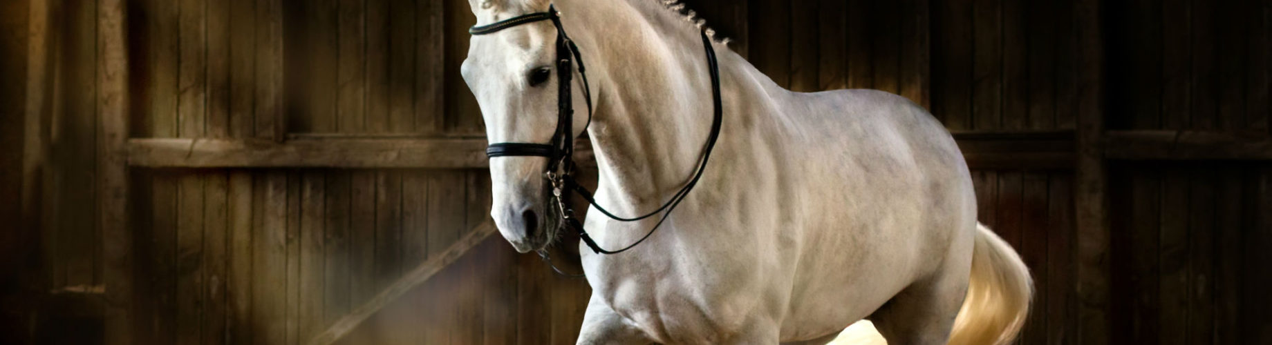 wallpapers Imagenes De Caballos Hermosos Del Mundo 10 razas caballos mas bonitos del