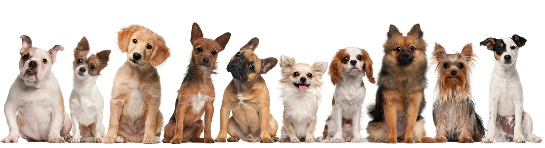 ▻ lo que debes saber sobre el apareamiento y cruce de razas en perros - Yo amo a las mascotas