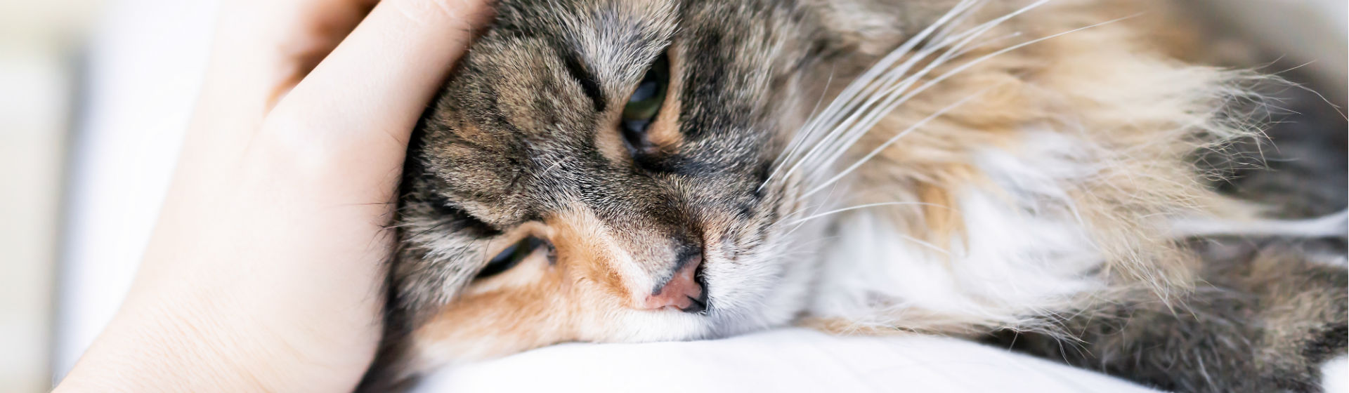 olvidadizo mezcla creencia ▻ 7 razones por las que mi gata podría sangrar por la vulva - Yo amo a las  mascotas