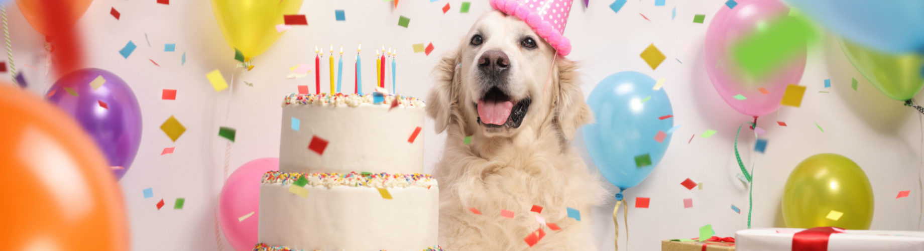 10 Pasteles Increíbles Para Celebrar El Cumpleaños De Tu Perro