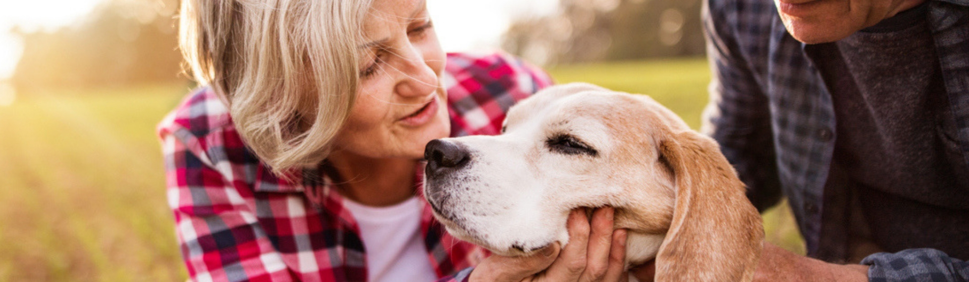 7 razas de perro para acompañar a los mayores - Yo amo a las mascotas - Explicacion Final El Poder Del Perro