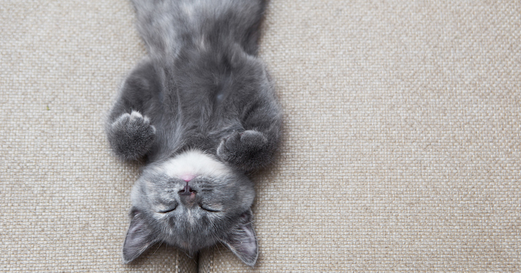 intervalo volumen Campanilla ▻ Qué hacer si se muere tu gato en casa - Yo amo a las mascotas