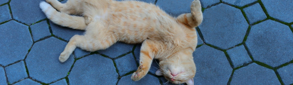 intervalo volumen Campanilla ▻ Qué hacer si se muere tu gato en casa - Yo amo a las mascotas
