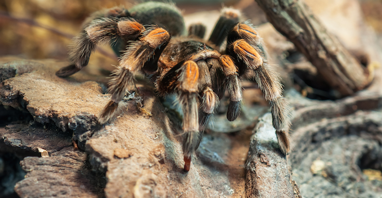 4 Tipos De Arana Que Puedes Tener Como Mascota Yo Amo A Las Mascotas 4 Tipos De Arana Que Puedes Tener Como Mascota Yo Amo A Las Mascotas