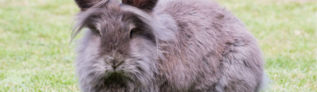 ▻ Descubre cuáles son las razas de conejos más mansas - Yo amo a las  mascotas
