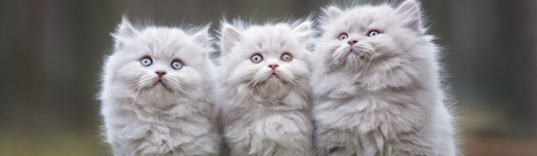 Las 7 razas de gato con el pelo más bonito Yo amo a las mascotas Las 7 razas de gato con el pelo más bonito Yo amo a las mascotas