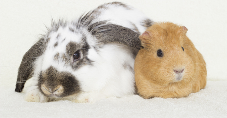 Cobaya vs conejo: sus pros y contras -