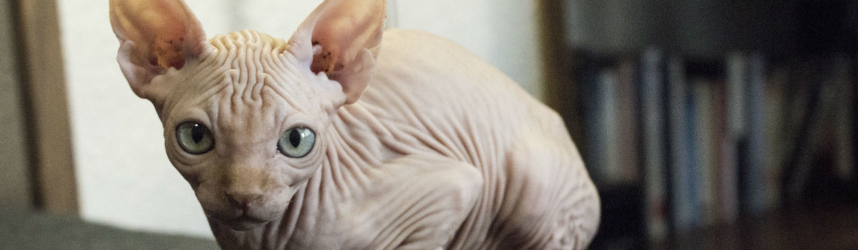 кот сфинкс недовольный. лысая кошка. сфинкс локи. сфинкс 2018. замшевый сфинкс канадский.