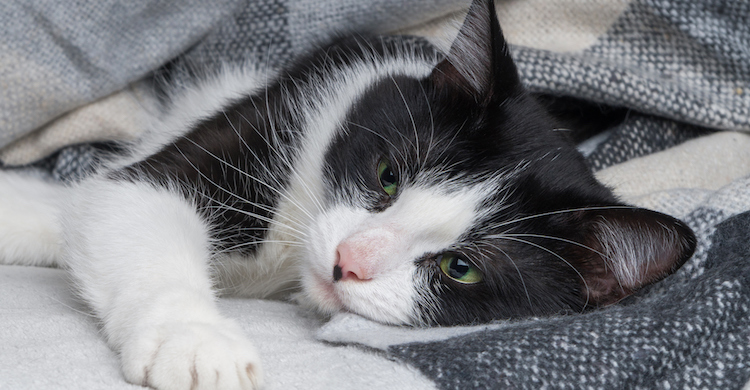 6 causas del estreñimiento en gatos y cómo evitarlo