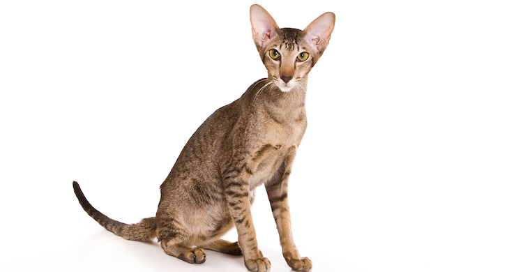 Adoración Disipación Establecimiento ▻ Las 5 razas de gato con las orejas más curiosas - Yo amo a las mascotas Adoración Disipación Establecimiento ▻ Las 5 razas de gato con las orejas más curiosas - Yo amo a las mascotas