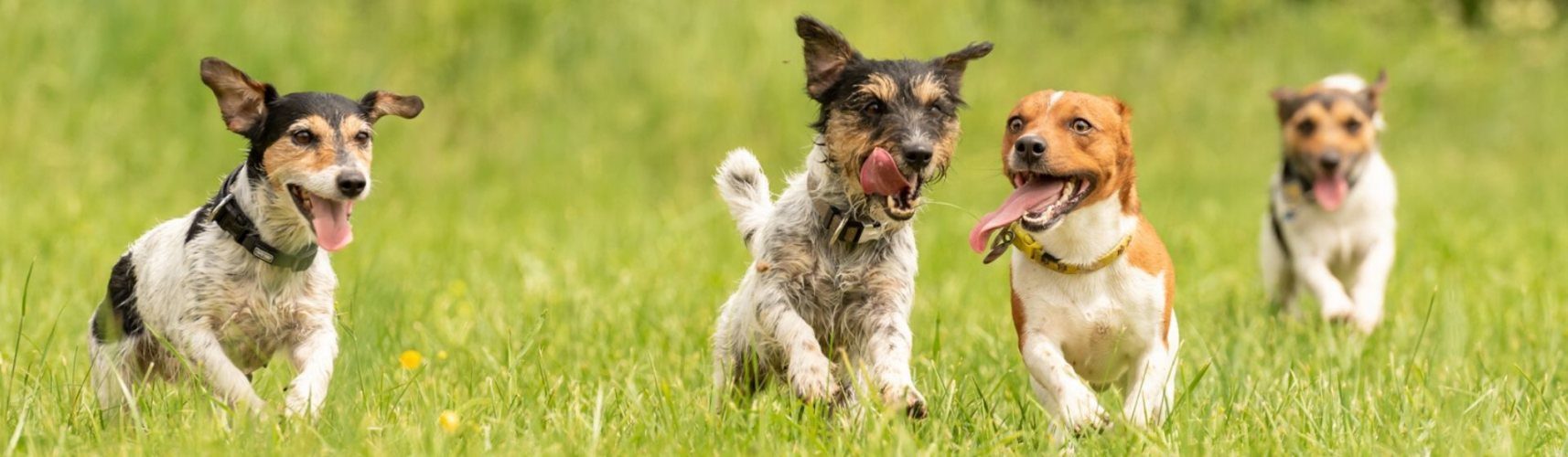 ▻ Los perros sudan: ¿mito o realidad? - Yo amo a las mascotas ▻ Los perros sudan: ¿mito o realidad? - Yo amo a las mascotas