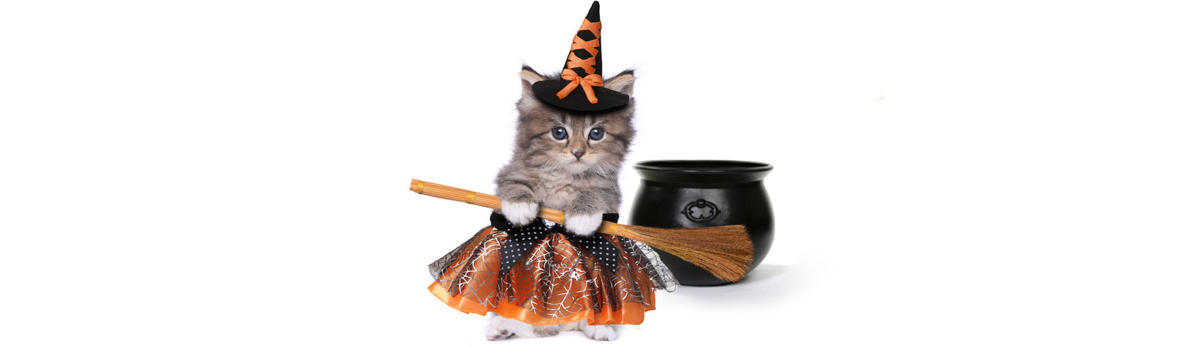 ▻ Por qué los gatos son la mascota preferida de las brujas - Yo amo las mascotas