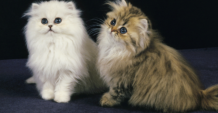7 Curiosidades De La Raza De Gatos Persa Chinchilla Yo Amo A Las Mascotas 7 Curiosidades De La Raza De Gatos Persa Chinchilla Yo Amo A Las Mascotas