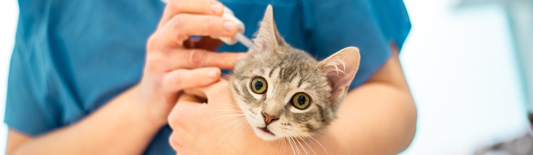 ▻ cuidar limpiar los oídos de un gato Yo a las mascotas
